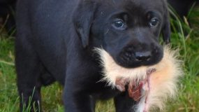Kennel Nordfjord - opdræt af Formel 1 Labrador i særklasse
